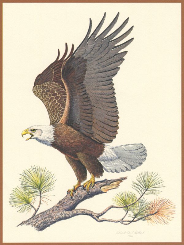 Yves Beaujard, Aigle, « The American bald eagle », gravure d’après un dessin de Albert Earl Gilbert, édition Franklin Mint, 1976 (© Y. Beaujard)